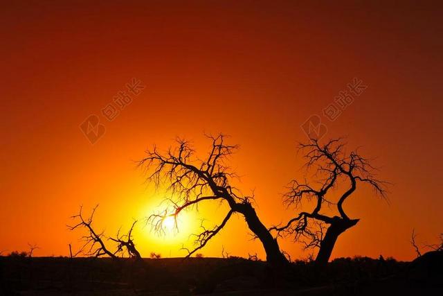 黄色植物风景夕阳和枯树背景图片