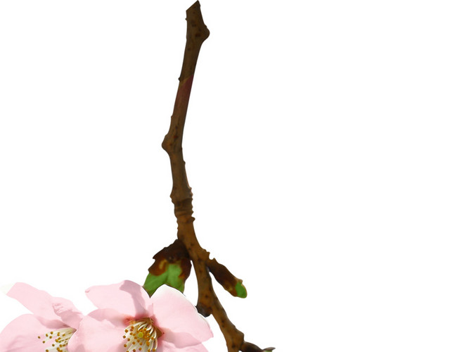 花朵花瓣装饰素材