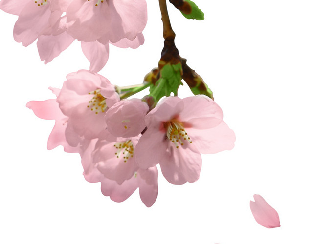 花朵花瓣装饰素材