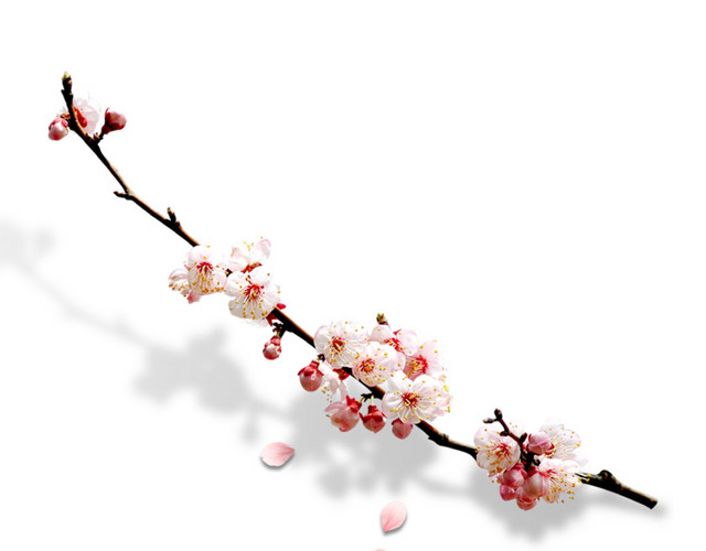 花朵花瓣装饰素材