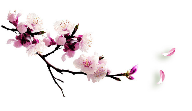 花朵花瓣装饰素材