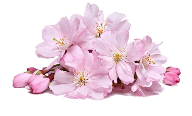 花朵花瓣装饰素材