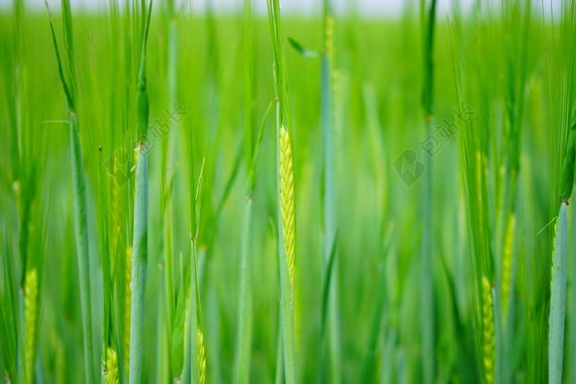 绿色植物农业农产品小麦抽穗自然成长丰收背景图片