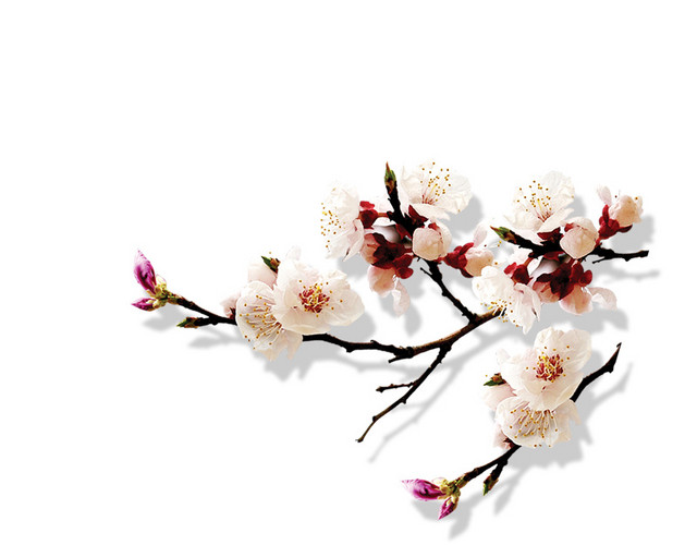 花朵花瓣装饰素材