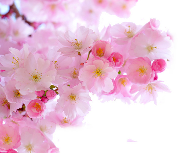 花朵花瓣装饰素材