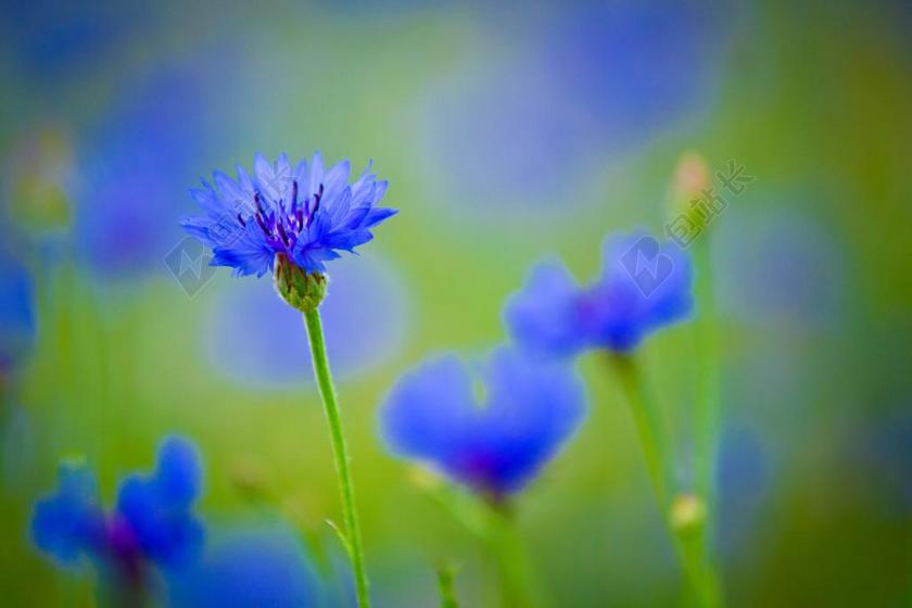 矢车菊 蓝色的花 外地植物 鲜花 明亮 美丽 野花 野生