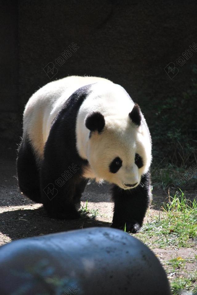熊猫 动物园 自然 动物园里的动物 野生 熊 森林