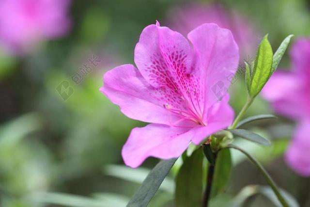 花 红色 西姆斯杜鹃花 春 植物 自然 成长 户外 生活