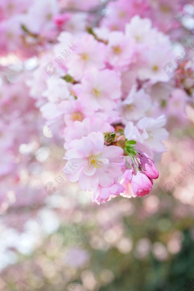 日本樱花树 开花 白 粉红色 科 鲜花 日本樱花 观赏樱花