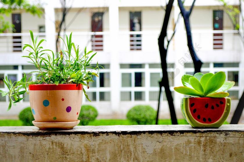 植物阳台上的绿色盆栽背景图片