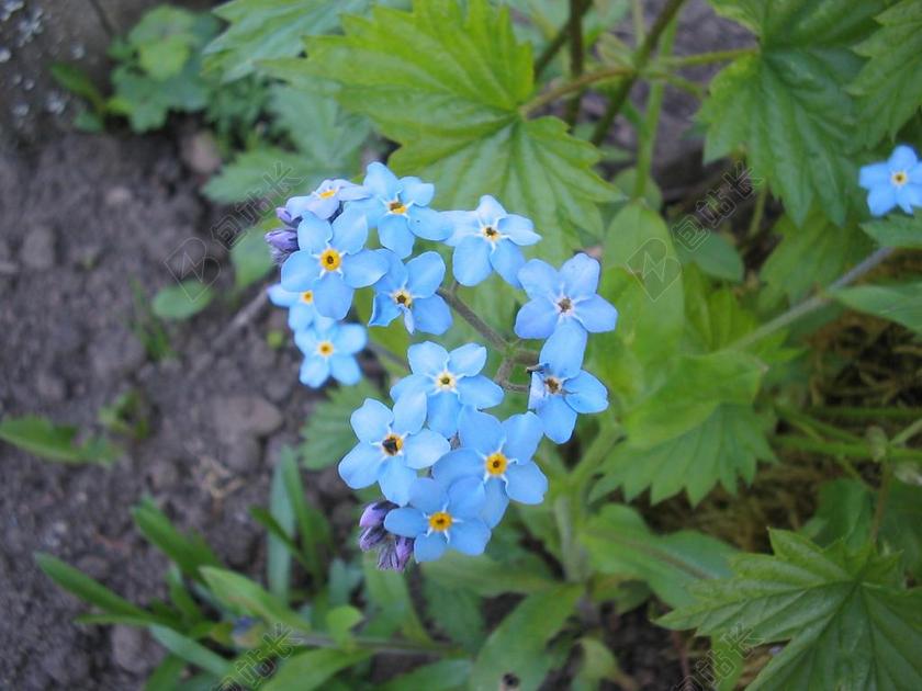 蓝色植物宁静蓝色美丽小花背景图片