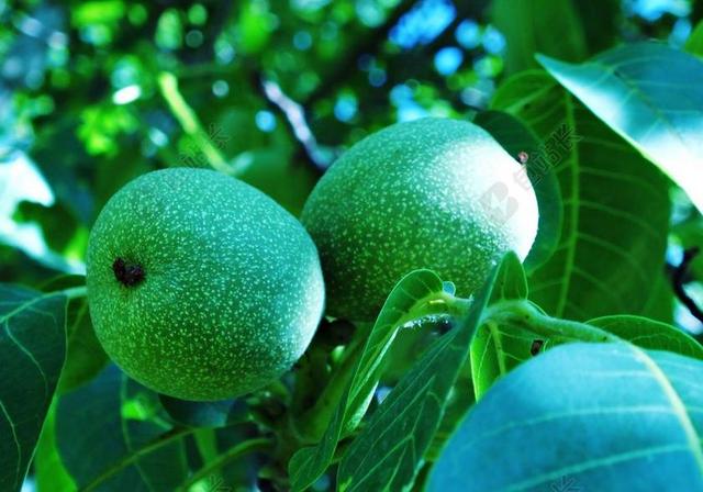 绿色植物果实作物自然核桃外皮树上丰收背景图片