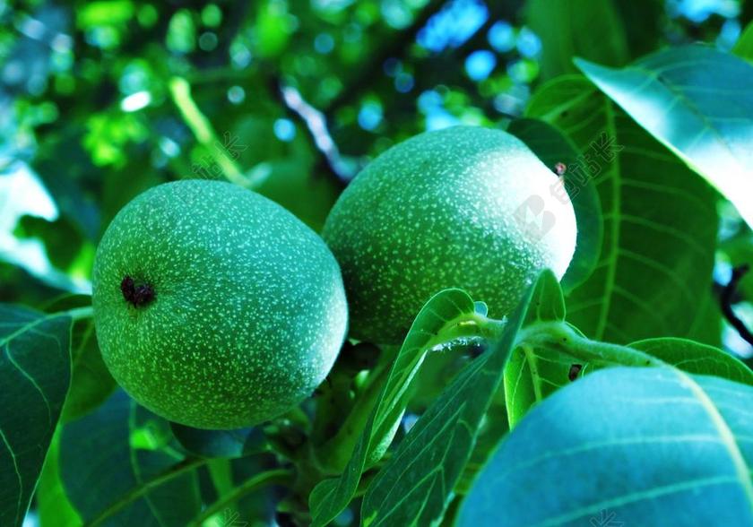 绿色植物果实作物自然核桃外皮树上丰收背景图片