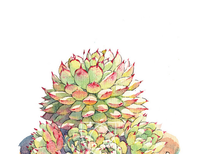 彩绘多肉植物盆栽