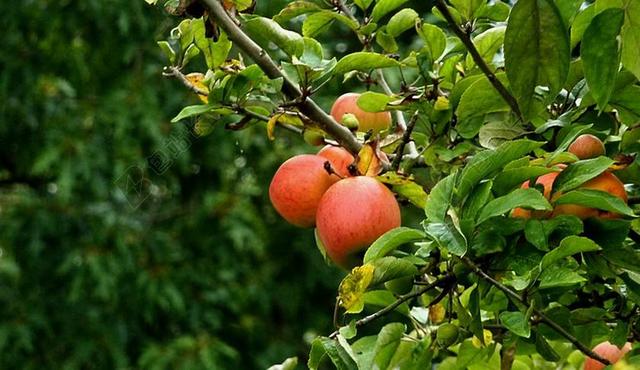 苹果 水果 维生素 红色 秋季 苹果树 食品 弗里施 树