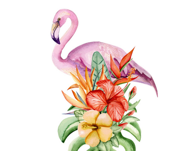 火烈鸟插画素材