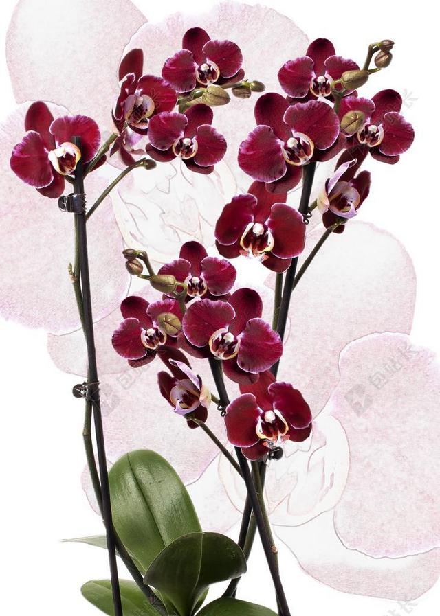 红色植物家养观赏鲜花兰花蝴蝶兰盛开背景图片