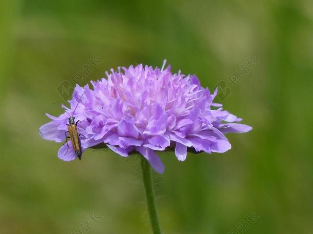 植物特写紫色的鲜花和昆虫背景图片