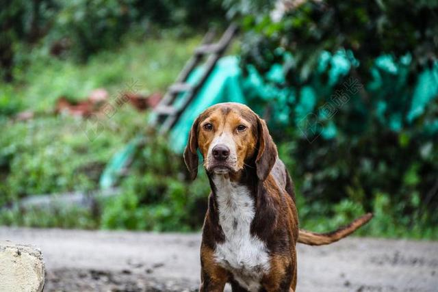 动物宠物狗猎犬野外街边流浪尾巴警觉背景图片