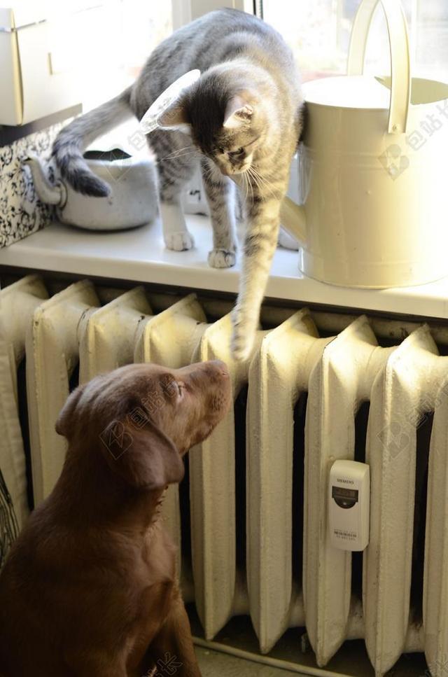 动物可爱暖气边的猫和狗背景图片