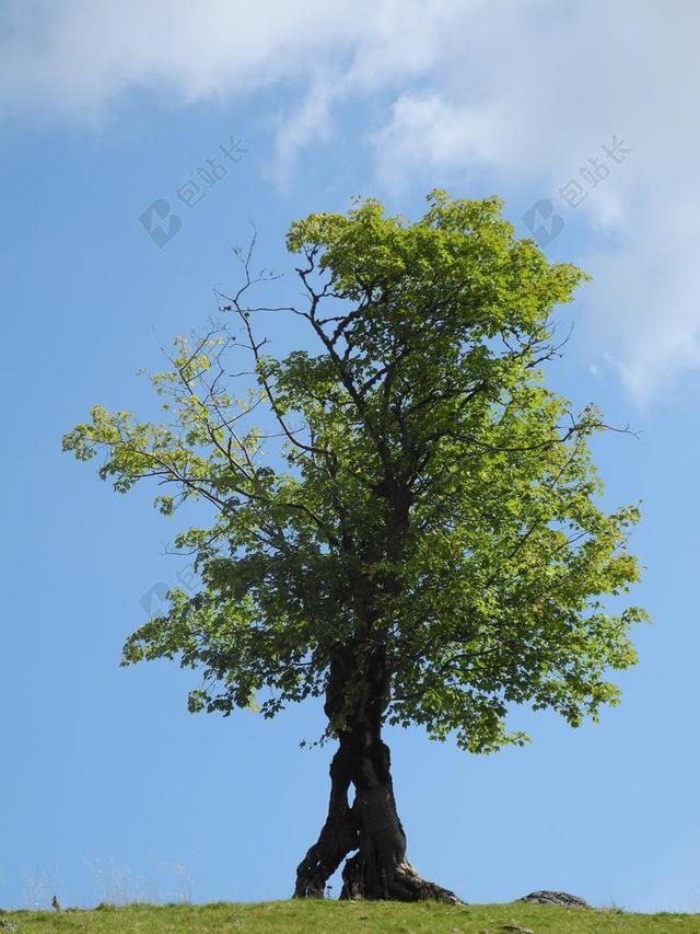绿色植物绿色的大树背景图片