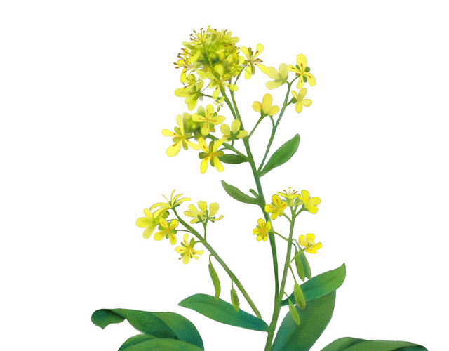 黄色油菜花矢量图片