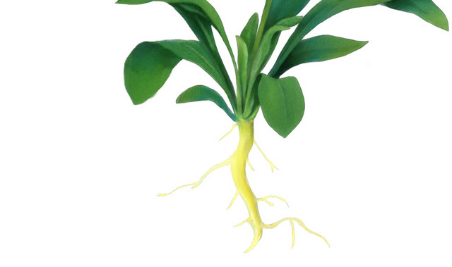 黄色油菜花矢量图片