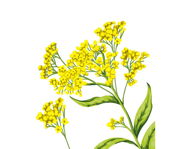 黄色油菜花矢量图片