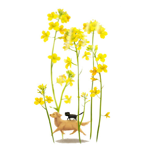 黄色油菜花矢量图片