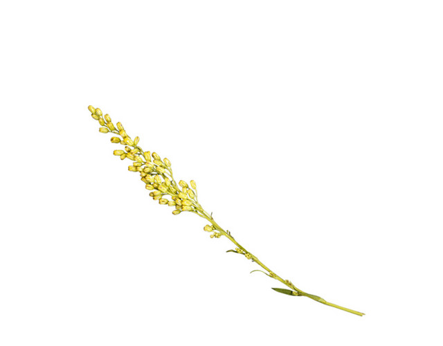 黄色油菜花矢量图片