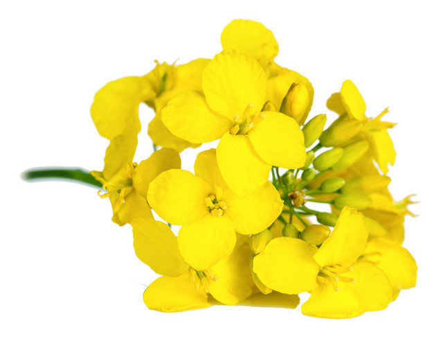 黄色油菜花矢量图片