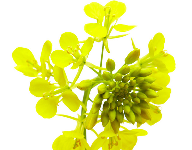 黄色油菜花矢量图片