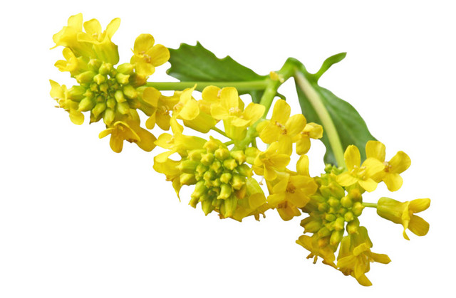 黄色油菜花矢量图片