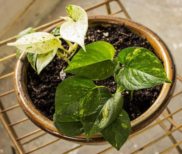 植物特写架子上的盆栽背景图片