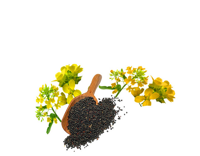 黄色油菜花矢量图片