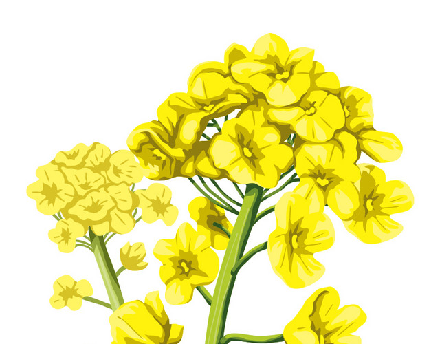 黄色油菜花矢量图片