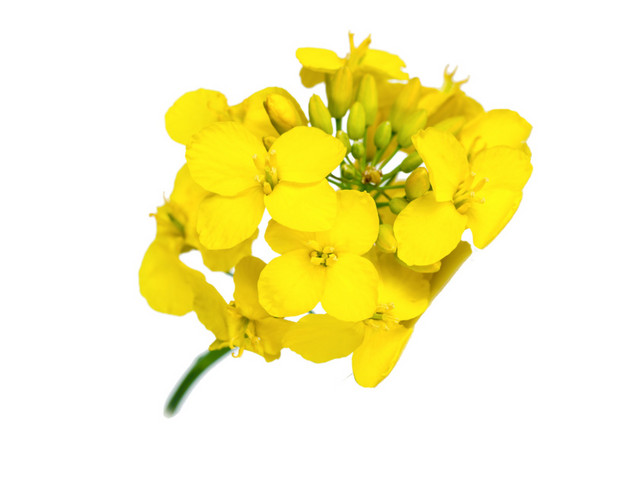 黄色油菜花矢量图片