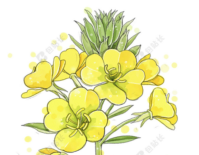 黄色油菜花矢量图片