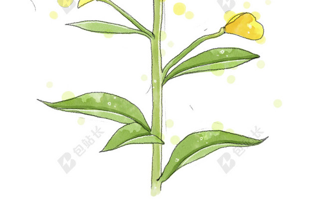 黄色油菜花矢量图片
