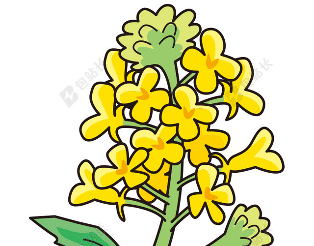 黄色油菜花矢量图片