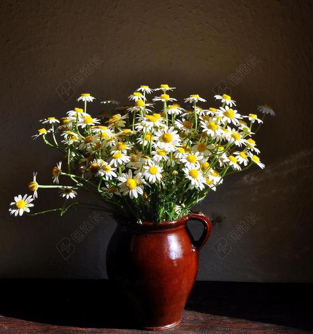 洋甘菊 夏季 性质 白