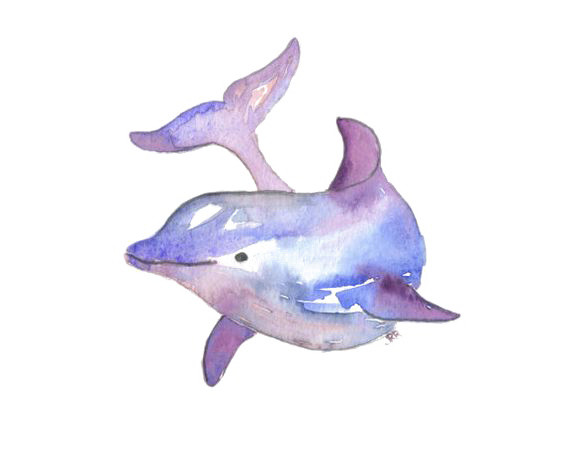 彩色海豚