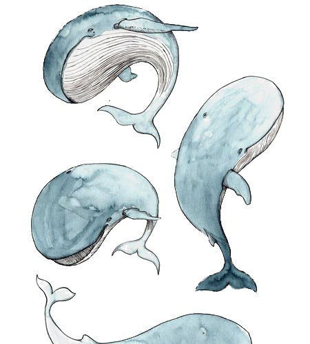 海豚不同动态