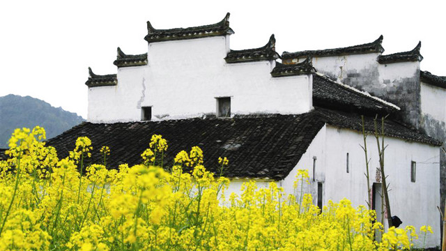 油菜花民居