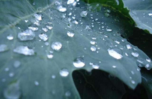 绿色植物树叶叶子早晨清晨露水雨水湿润水滴晶莹背景图片