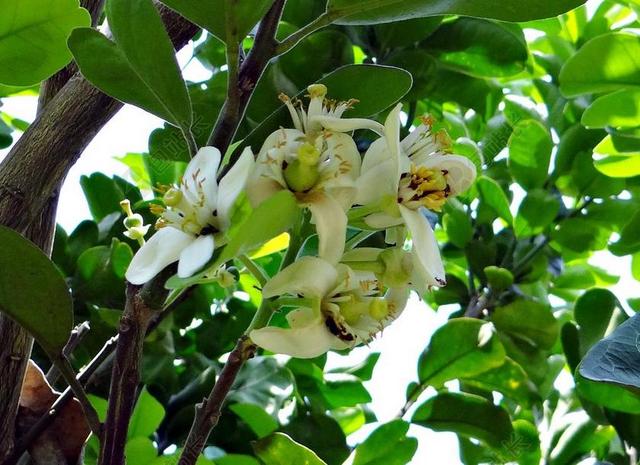 柚子 花 柑橘 PARADISI 亚热带 柑橘 水果 卡纳塔克
