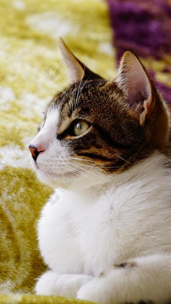 严重的猫 猫的样子 猫 小猫 国内猫 晶须 看看 动物 宠物