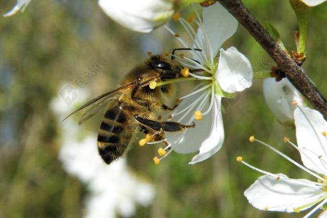 梅花 昆虫 蜜蜂 春天 开花枝 性质