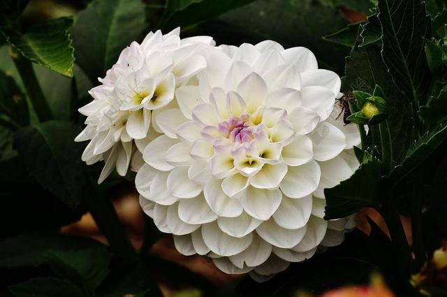 白色植物鲜花花朵层叠花瓣盛开美好大丽花花园户外背景图片