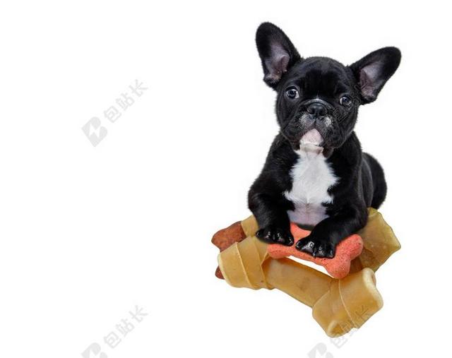 牛头犬 小狗 动物 狗 宠物 搞笑 纯繁 可爱 英语